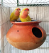 Lutino Peach Face Lovebird /লিটিনো পিচফেস লাভবার্ড বিক্রি।